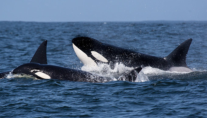 Orcas surfacing in Puget Sound near the Skagit Valley