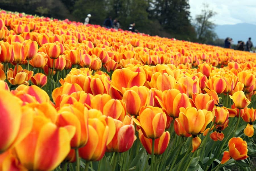 Tulip Festival