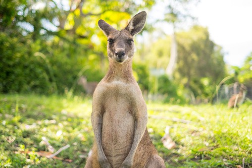 Kangaroo Farm